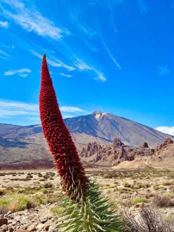 Teide